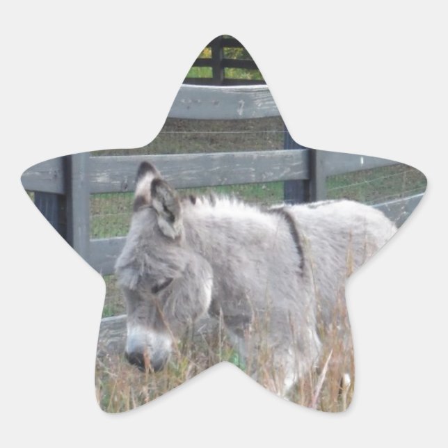 Sticker Étoile Donkey dans un champ d'automne (Devant)