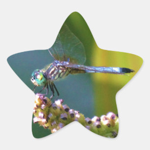 Sticker Étoile Dragonfly aux yeux turquoises