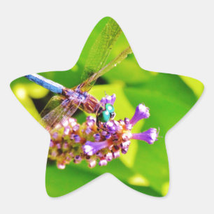 Sticker Étoile Dragonfly de couleur arc-en-ciel sur une fleur ros