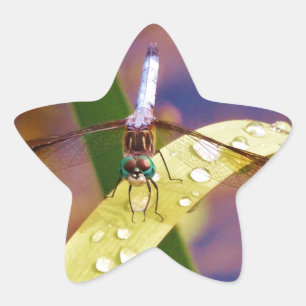 Sticker Étoile Dragonfly sur la feuille de pluie