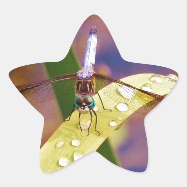 Sticker Étoile Dragonfly sur la feuille de pluie (Devant)