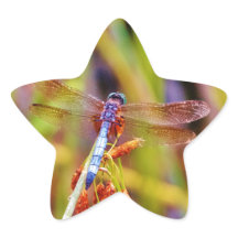 Dragonfly turquoise sur le carex