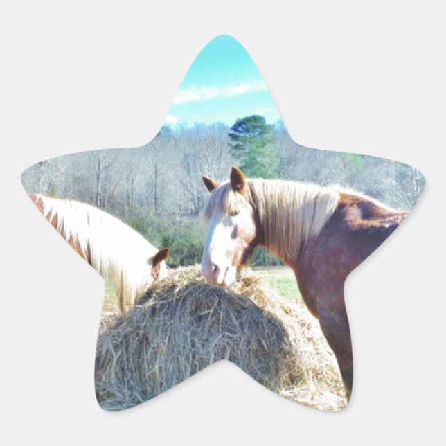 Sticker Étoile Ébauche secourue Chevaux mangeant foin (Devant)