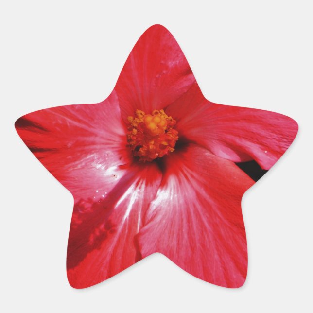 Sticker Étoile Fleur d'Hibiscus rouge rose chaud sur noir (Devant)