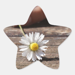 Sticker Étoile Fleur marguerite