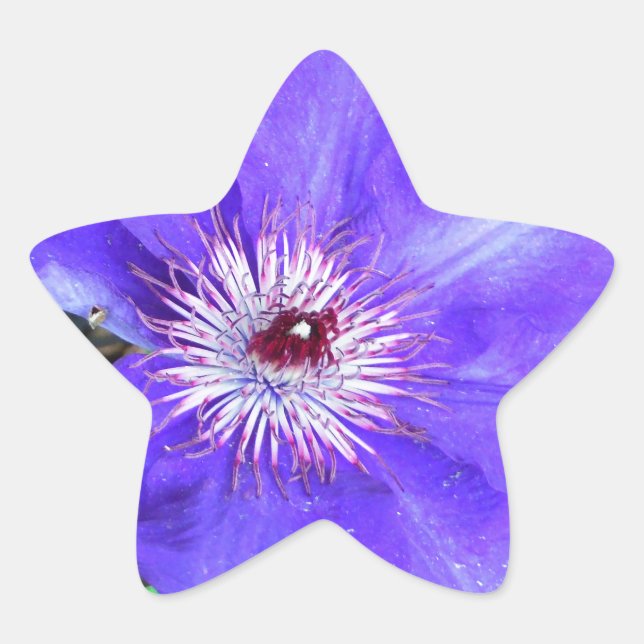 Sticker Étoile Fleur violette Clematis (Devant)