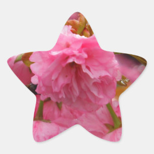 Sticker Étoile Fleurs de fleurs de cerisier rose chaud