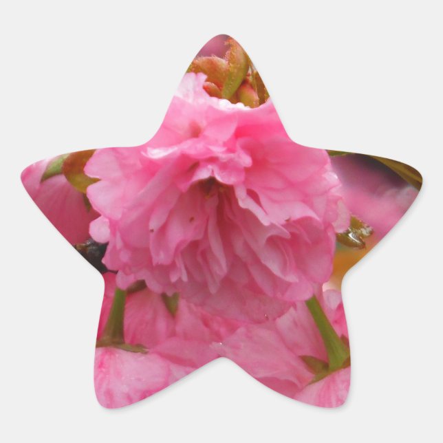 Sticker Étoile Fleurs de fleurs de cerisier rose chaud (Devant)