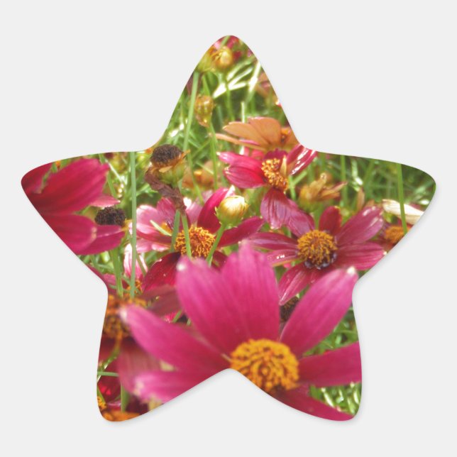 Sticker Étoile Fleurs de marguerite rose et jaune brillantes (Devant)