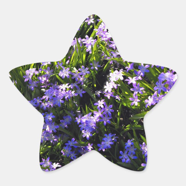 Sticker Étoile Fleurs de printemps de Squill Bleu (Devant)