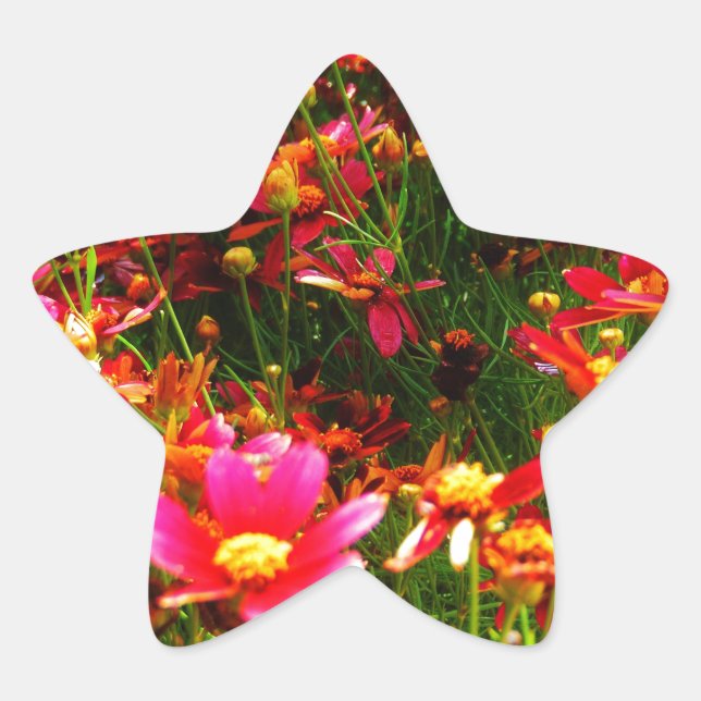 Sticker Étoile Fleurs sauvages rose et jaune pâle (Devant)