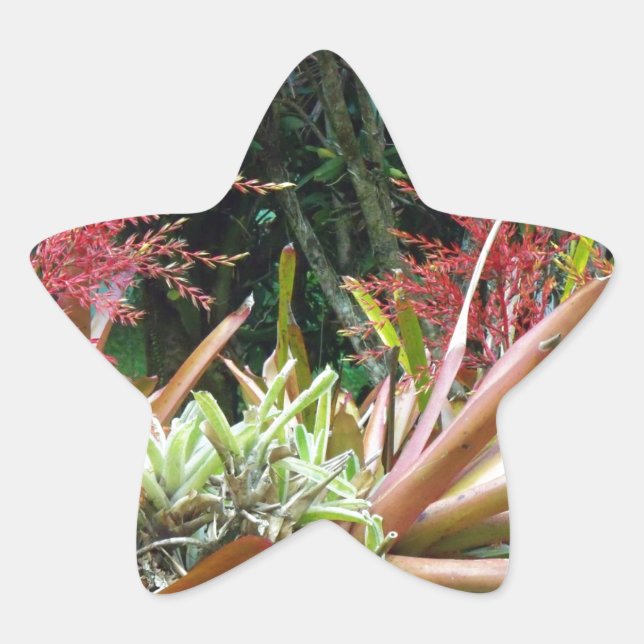 Sticker Étoile Grand Island de Hawaii Botanical Gardens Star Stic (Devant)