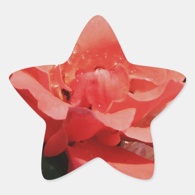 Sticker Étoile Joli rose rose Peach floral (Devant)