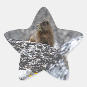 Sticker Étoile Marmotte du ventre jaune