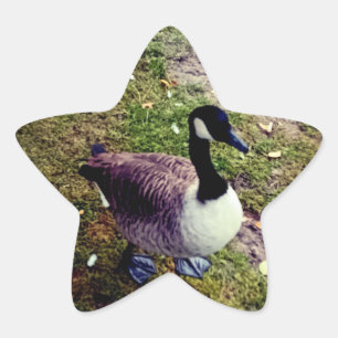 Sticker Étoile Oiseau
