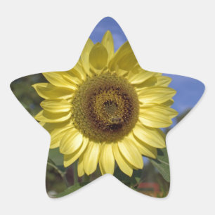 Sticker Étoile Parfait tournesol d'été dans le ciel bleu.