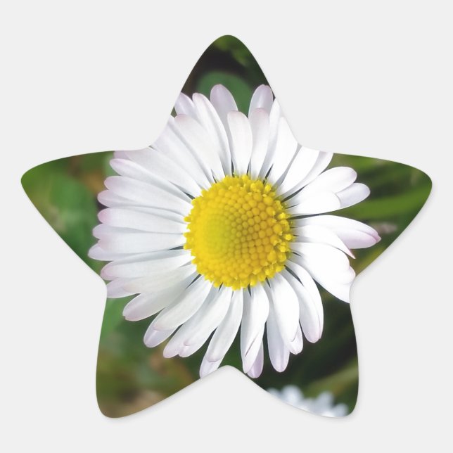 Sticker Étoile Petites marguerites (Devant)