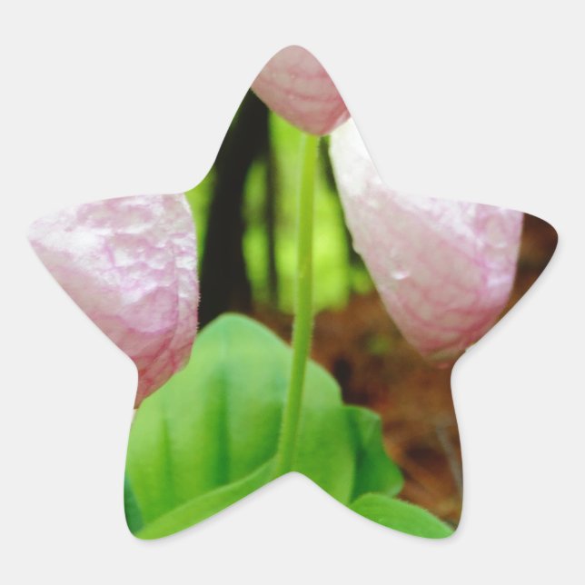 Sticker Étoile Pink Lady Slipper sauvage orchidée (Devant)