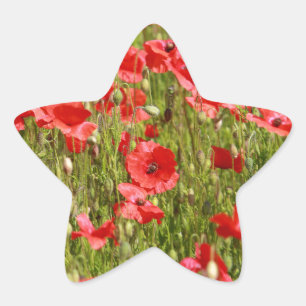 Sticker Étoile Poppy field