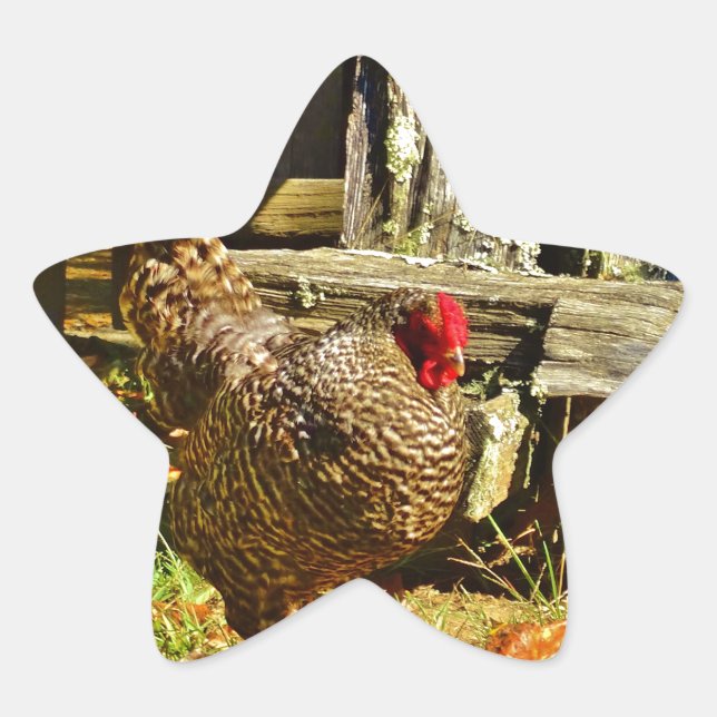 Sticker Étoile Poulet noir et blanc dans la ferme (Devant)