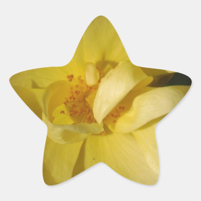 Sticker Étoile Rose jaune sauvage (Devant)