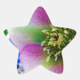 Sticker Étoile Rose rose carême bleu boule de verre