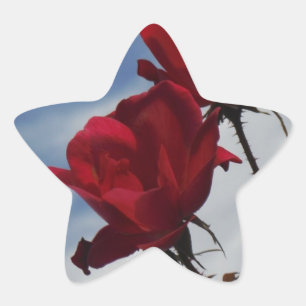 Sticker Étoile Roses rouges contre un ciel bleu vif