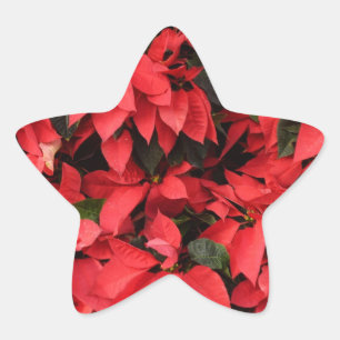 Sticker Étoile Rouge Poinsettias II Noël Fête Florale
