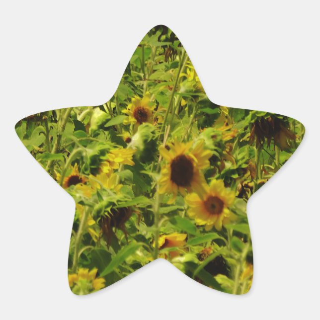 Sticker Étoile Terrain de tournesol (Devant)