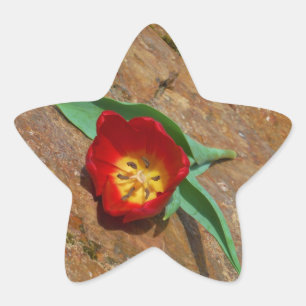 Sticker Étoile Tulipe rouge du printemps