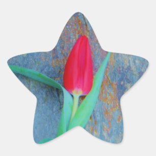 Sticker Étoile Tulipe rouge sur ardoise gris bleu