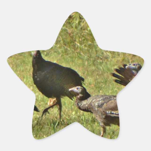 Sticker Étoile Turquie sauvage, couleurs du Camouflage (Devant)