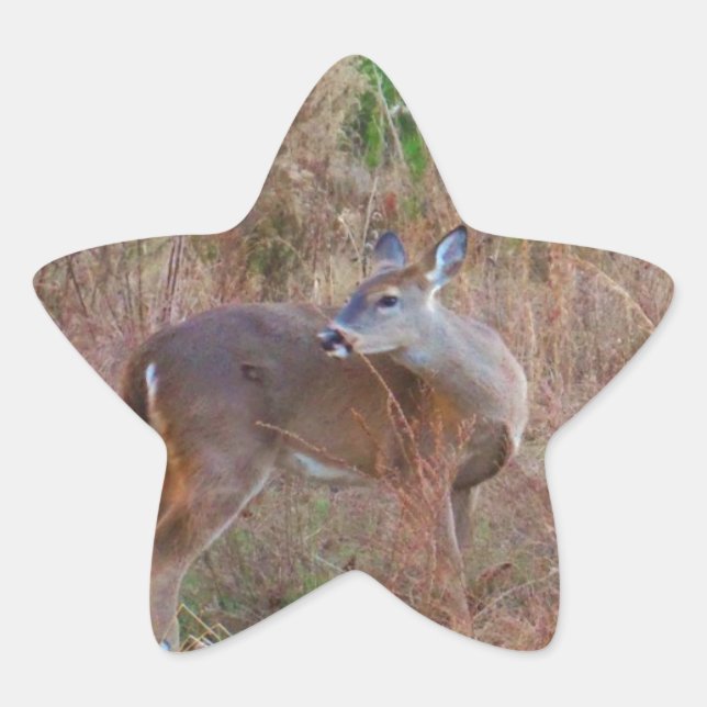 Sticker Étoile Un cerf dans l'herbe haute (Devant)
