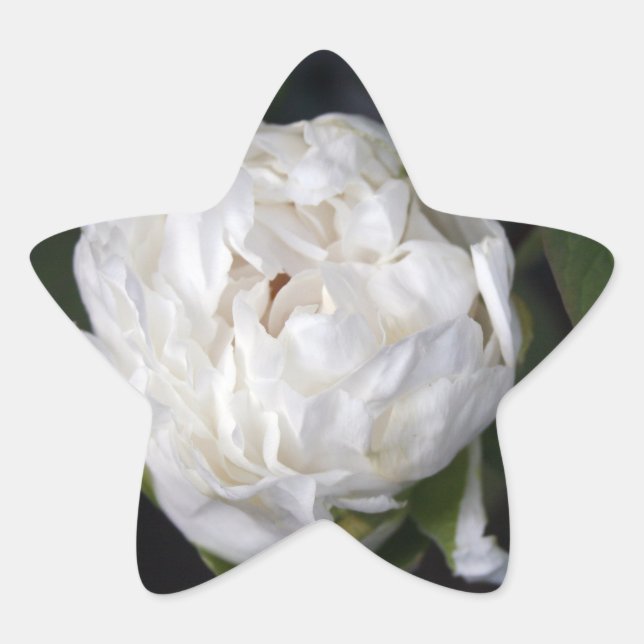Sticker Étoile White Peony - Photographie florale - (Devant)