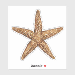 Sticker Étoiles de mer - étoile de mer
