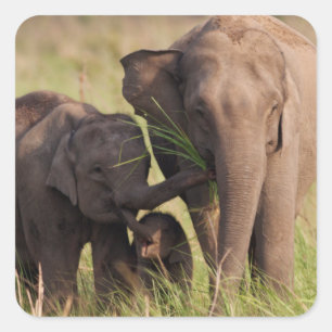 Sticker Famille d'éléphants d'Asie indiens dans la savane