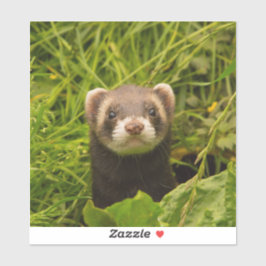 Sticker Ferret Brown mignon dans l'herbe photo