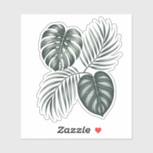 Feuille de Calathea
