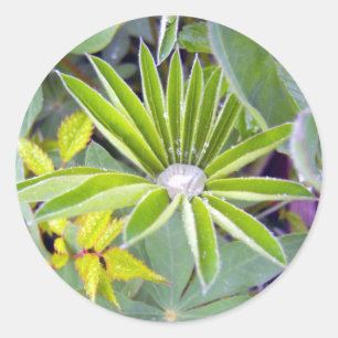 Sticker Feuille Lupine rempli d'eau