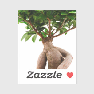 Sticker Ficus Ginseng