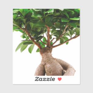 Sticker Ficus Ginseng
