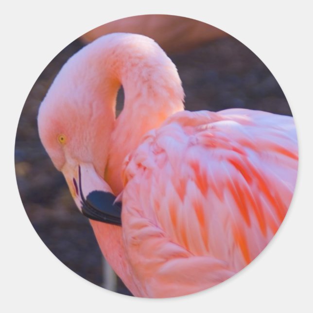 Sticker Flamant rose (Devant)