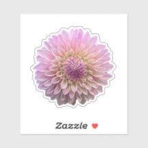 Fleur Coralie Dahlia