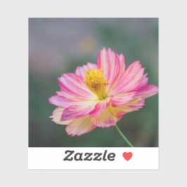 Sticker Fleur Cosmos du jardin