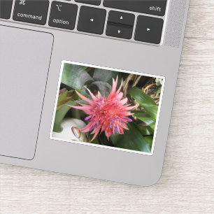 Sticker Fleur de bromélie