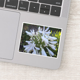 Sticker Fleurs blanches d'Agapanthus