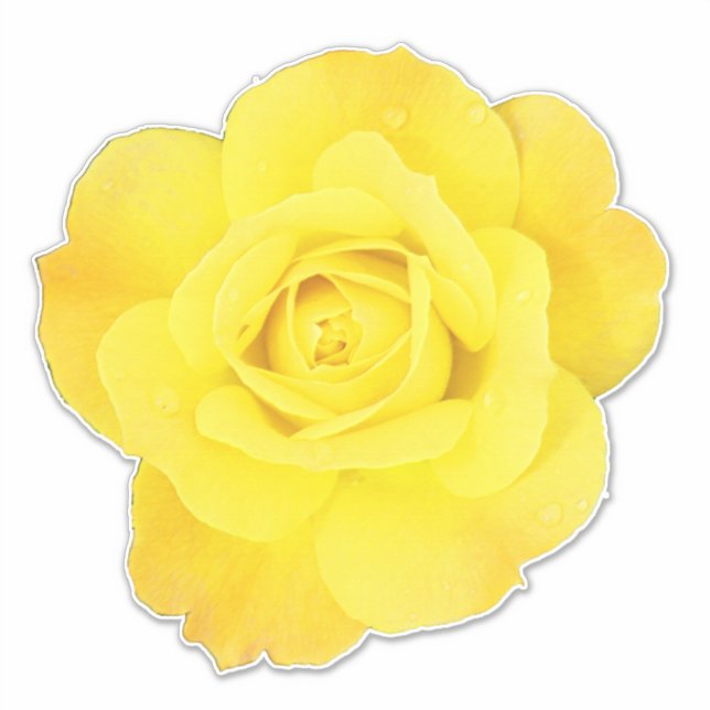 Sticker Fleurs de rose jaune Floral Printemps été Pâques (Devant)