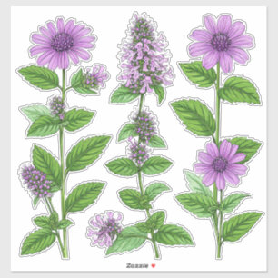 Sticker Fleurs d'Echinacea violettes avec des feuilles ver
