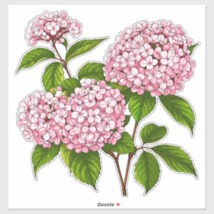 Sticker Fleurs d'hortensia roses en pleine floraison