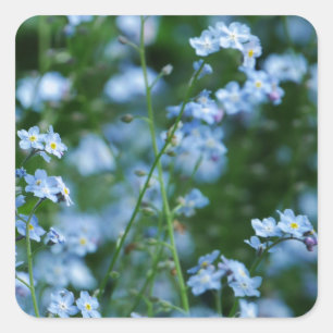 Sticker Fleurs Oubliez-moi-non-Fleurs